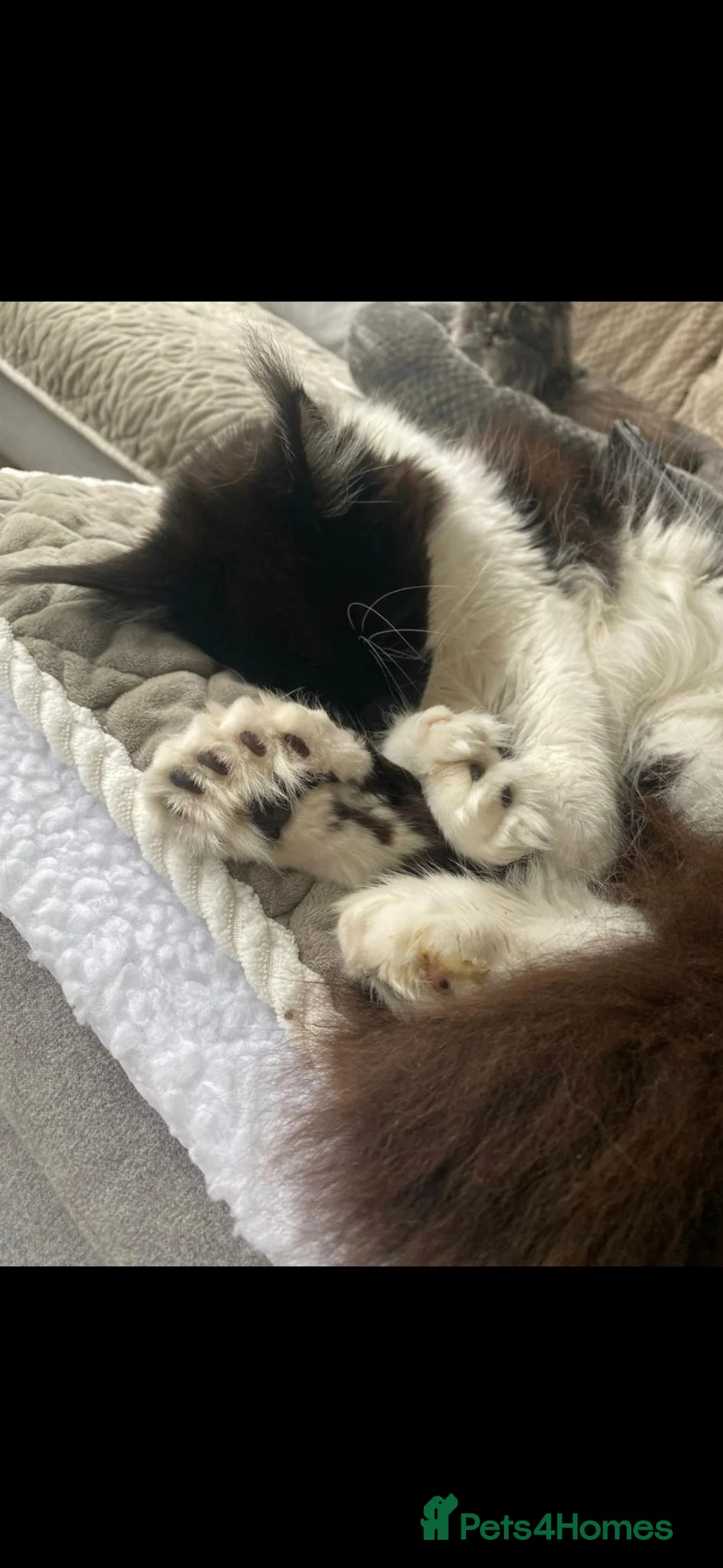 Maine Coon cats for sale: TICA ACTIVE Polydactyl Maine Coon - Advert 2