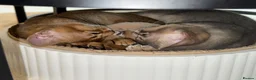 Abyssinian cats for sale: 🐾 Two Gorgeous Abyssinian Kittens 🐈‍⬛ - Advert 10