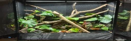 Frog reptiles for sale: Red-Eye Tree Frogs (Melanistic & Normal) + L viv  in Chipping Campden - Advert 1