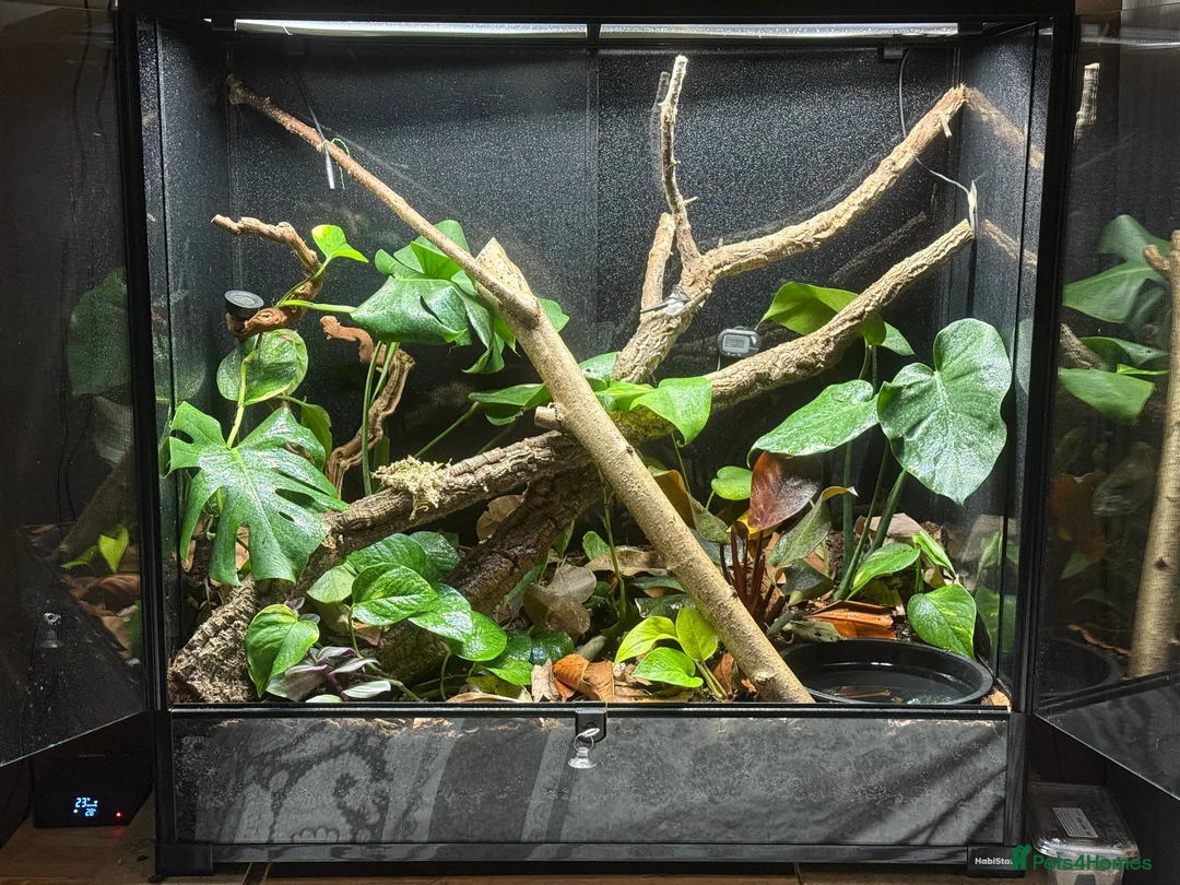 Frog reptiles for sale: Red-Eye Tree Frogs (Melanistic & Normal) + L viv  in Chipping Campden - Advert 1