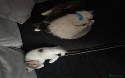 British Shorthair cats for sale: Beautiful BSH 2 male 1 female  - Image 34