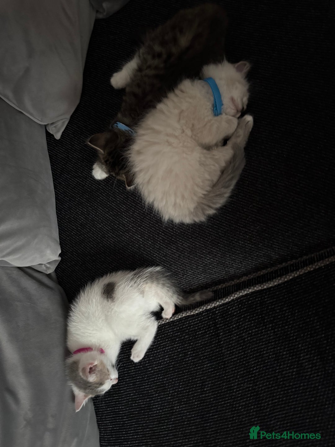 British Shorthair cats for sale: Beautiful BSH 2 male 1 female  - Image 34