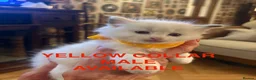 Ragdoll cats for sale: 💙 3 Left! Beautiful Ragdoll Kittens for Sale - Advert 10