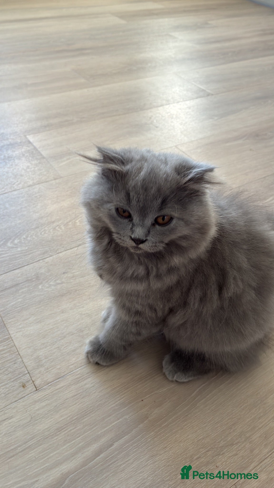 Scottish Fold cats Scottish fold kittens - Advert 1
