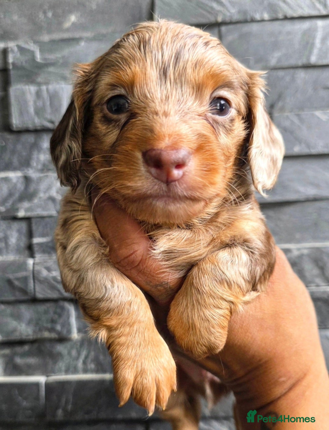 Miniature Dachshund dogs True Long Hair Minature Dachshunds - Advert 15