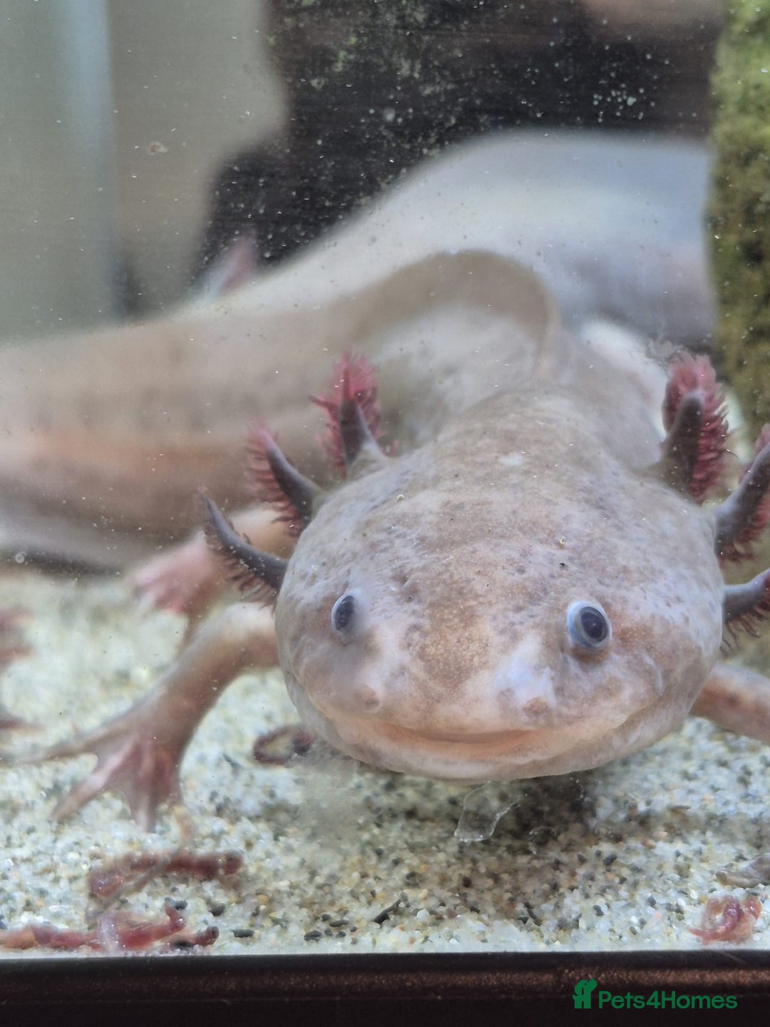 Axolotl reptiles for sale: Rehoming 2x Axolotls - 2.5 years old - Advert 5