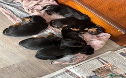 Mixed Breed dogs for sale: Dachshund x patterdale - Image 6