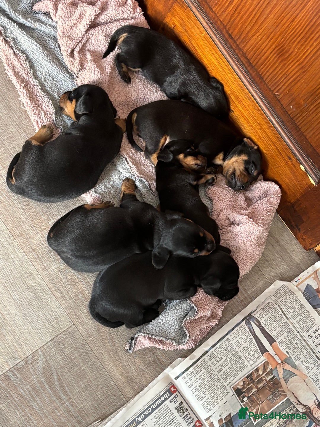 Mixed Breed dogs for sale: Dachshund x patterdale - Image 6