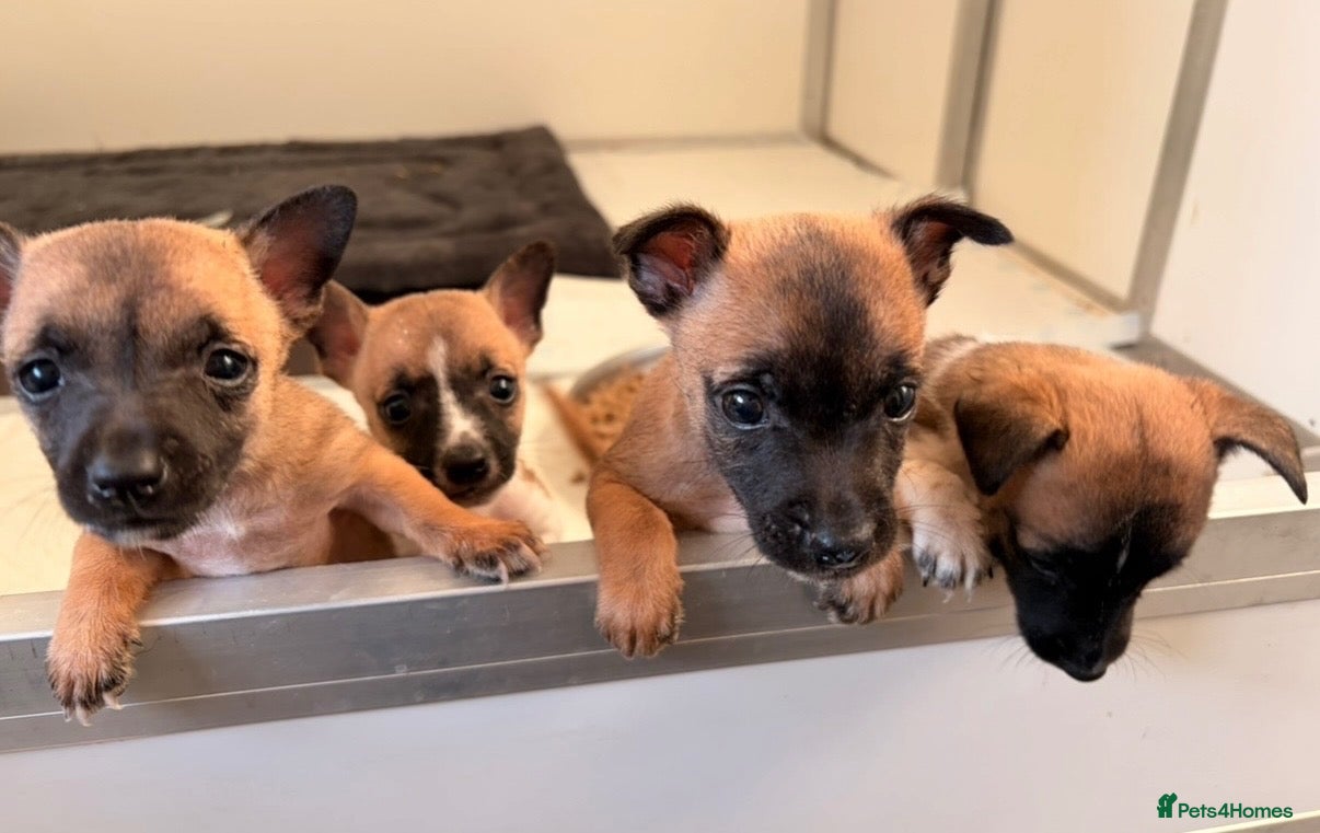 Jack Chi dogs JRT x Chihuahua puppies.  - Advert 1