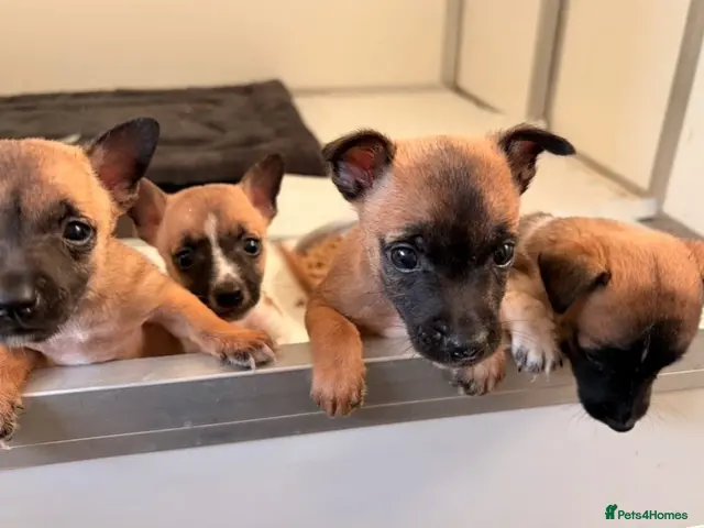 Jack Chi dogs JRT x Chihuahua puppies. - Advert 1