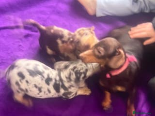 Dachshund dogs Beautiful litter of miniature dachshund - Advert 3