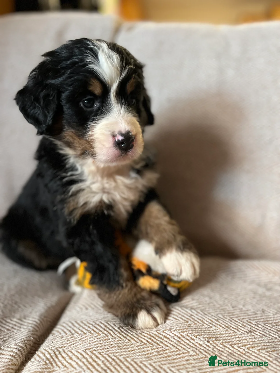 Bernese Mountain Dog dogs for sale: Beautiful Bernese mountain dogs  - Advert 6