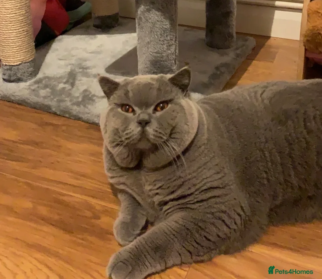 British Shorthair cats for sale: Sweet and lovely British shorthair kittens - Advert 11