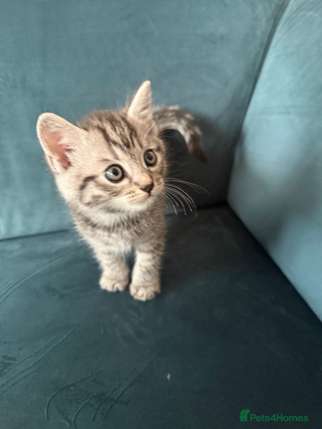 Mixed Breed cats for sale: Savannah cross British shorthair kittens  - Image 5