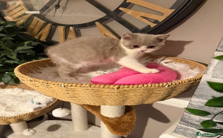 British Shorthair cats - Advert 13