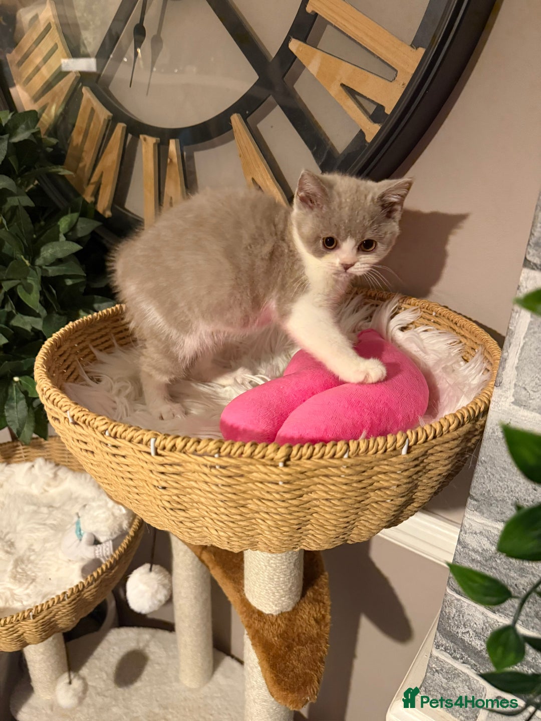 British Shorthair cats for sale: Pure British Shorthair kittens ready now 🏆🥇😻 - Image 1