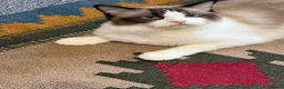 Ragdoll cats for sale: Ragdoll - Advert 10