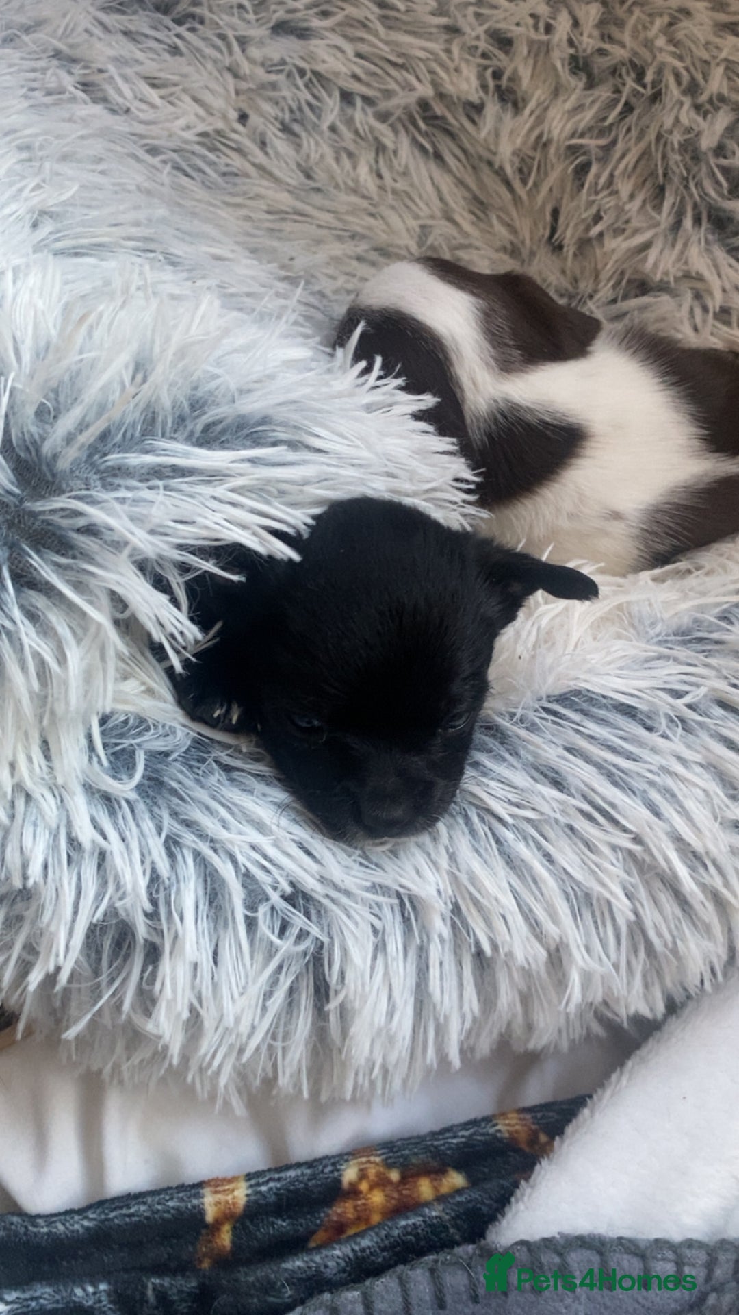 Chihuahua dogs for sale: Chihuahua - Full breed puppies - Image 8