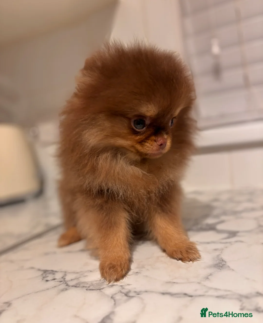 Pomeranian dogs for sale: Miniature Chocolate & Tan Pomeranian💗 - Advert 7