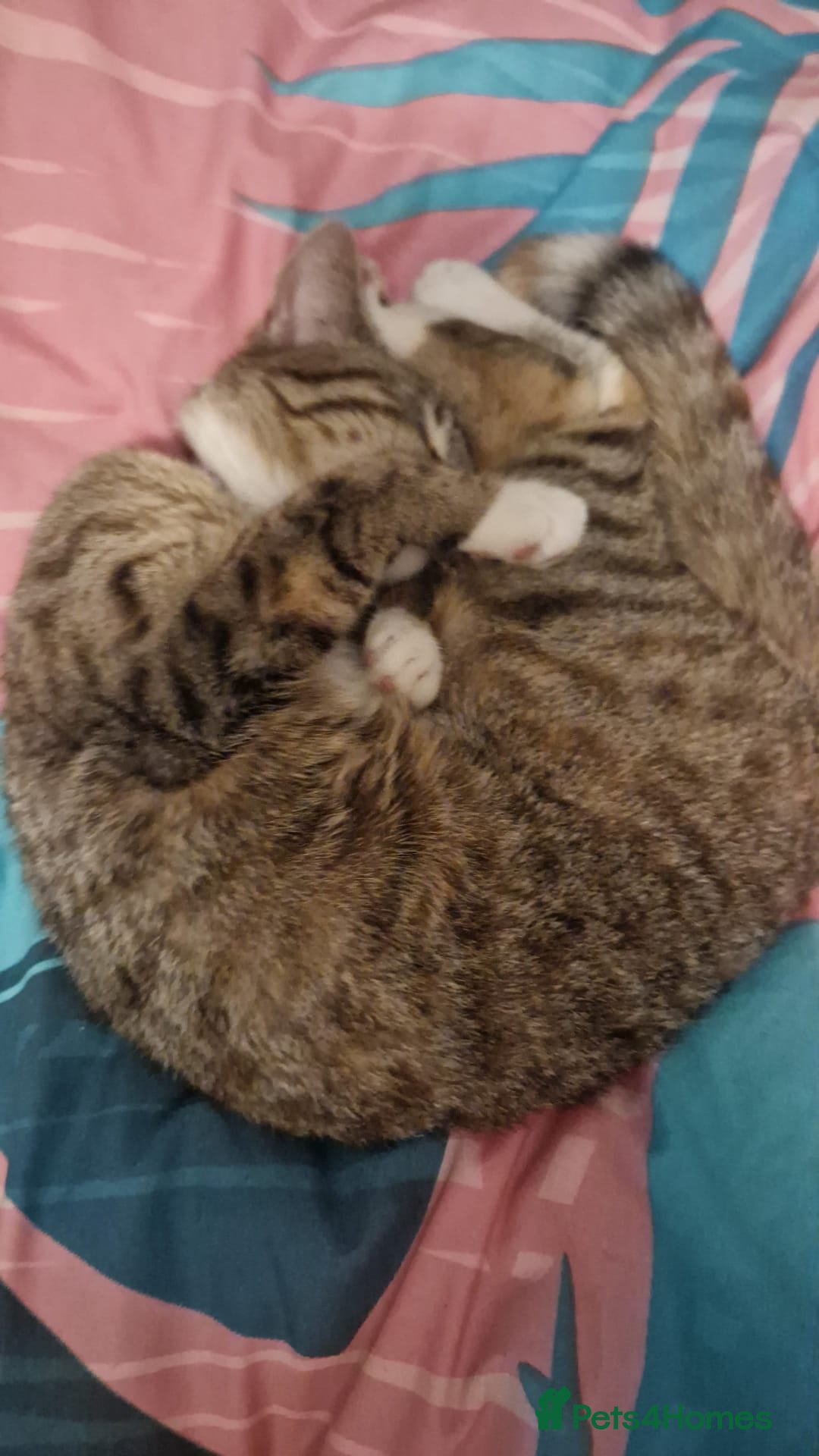 Mixed Breed cats Cat for sale minmin - Advert 2