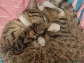 Mixed Breed cats Cat for sale minmin - Advert 9