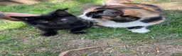 Mixed Breed cats for sale: Black kitten  - Advert 6