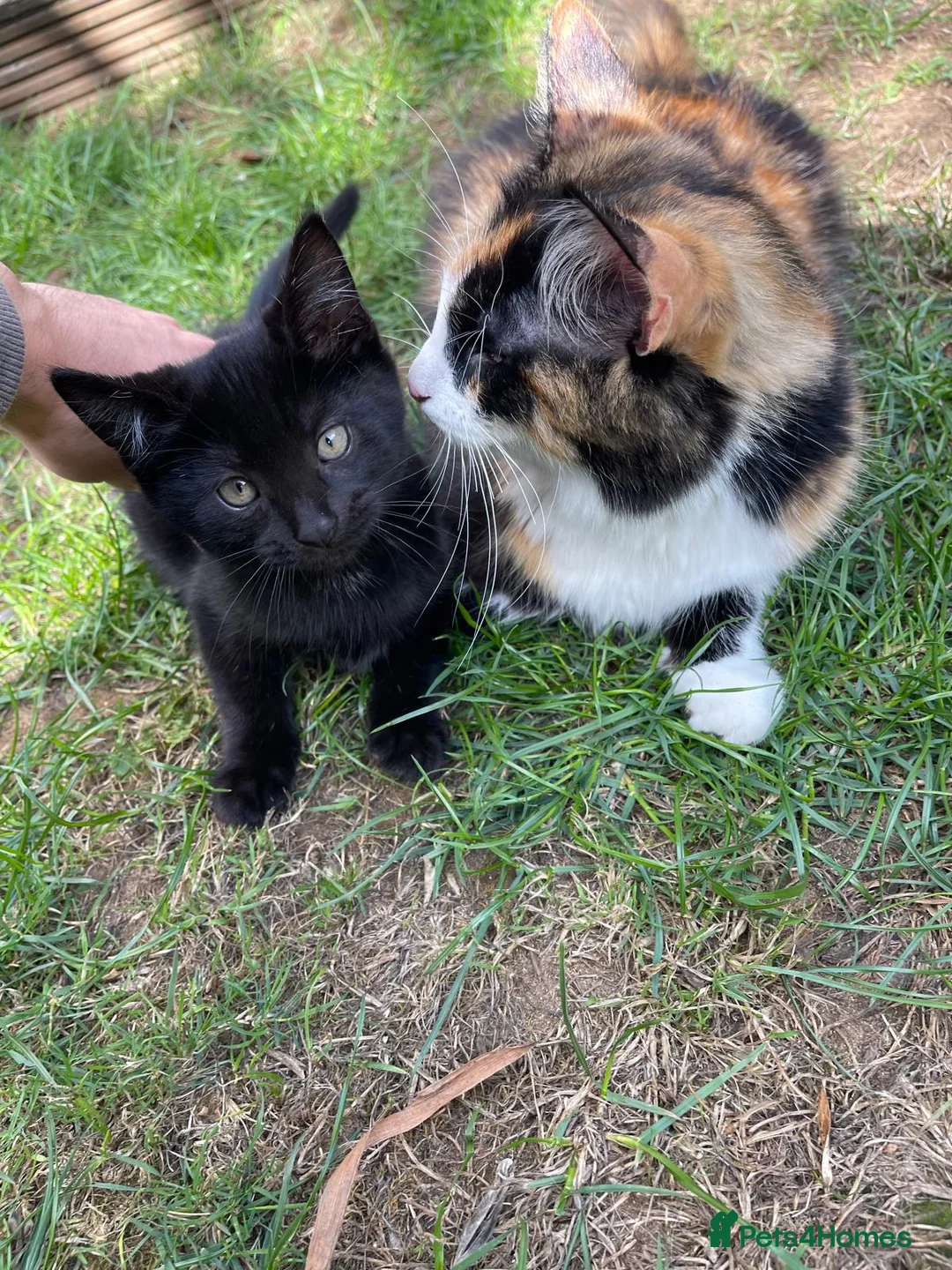 Mixed Breed cats for sale: Black kitten  - Advert 6