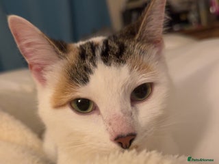 Mixed Breed cats Kittens for sale - Advert 11