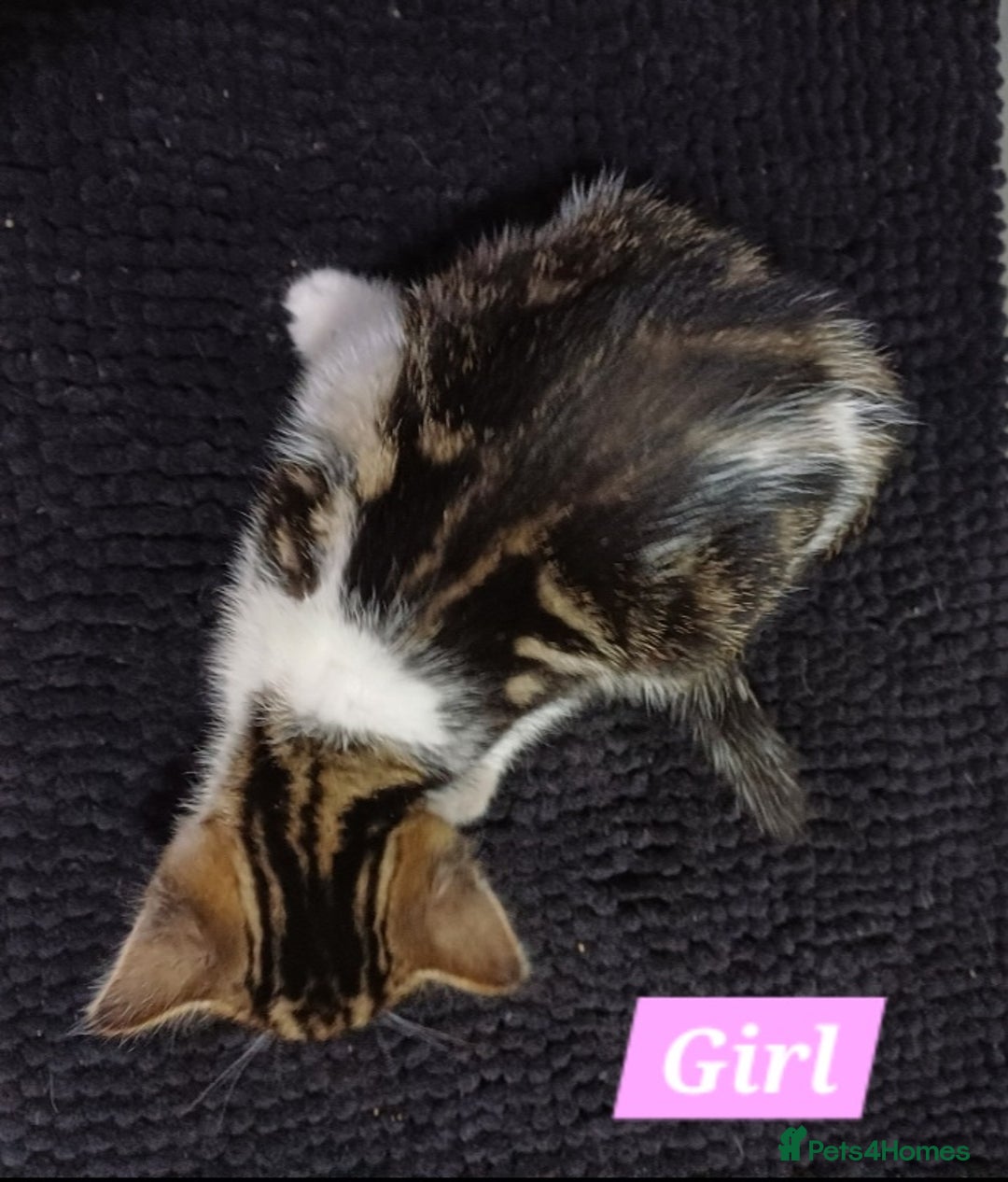 Mixed Breed cats for sale: Ready Tabby & White kitties - Advert 12