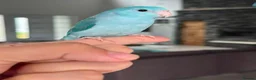 Parrots birds for sale: Gorgeous Parrots with Amazing Personalities in Norwich - Advert 6