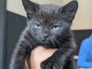 British Shorthair cats - Advert 27