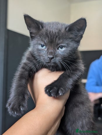 British Shorthair cats - Advert 14
