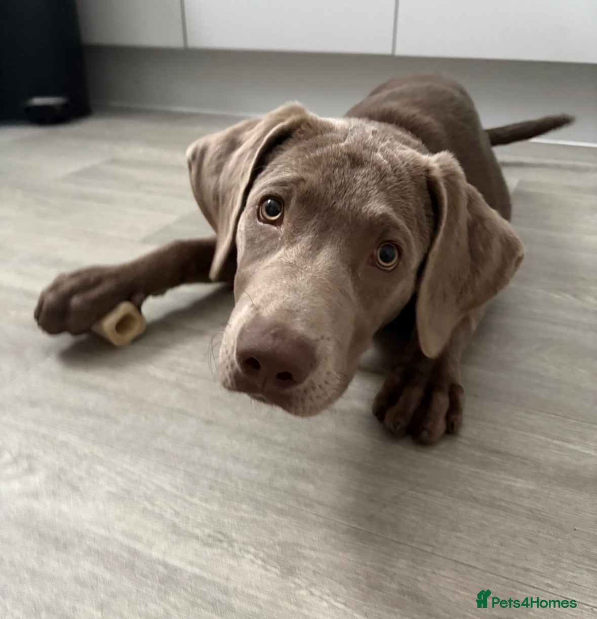Labrador Retriever dogs 6 month old Labrador  - Advert 2