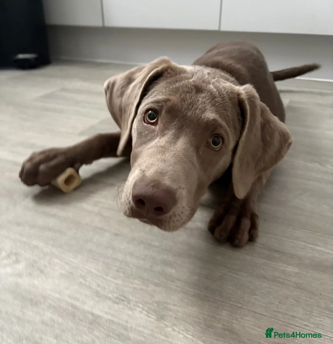 Labrador Retriever dogs for sale: 6 month old Labrador  - Advert 1