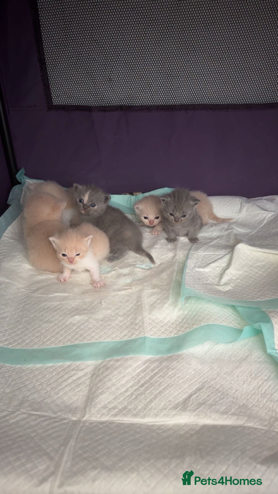 British Shorthair cats for sale: kitten  - Image 14