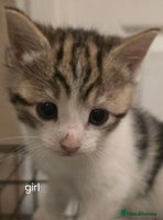 Mixed Breed cats - Advert 13