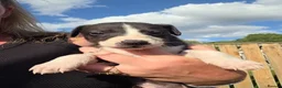 Mixed Breed dogs for sale: Bedlington whippets - Advert 13