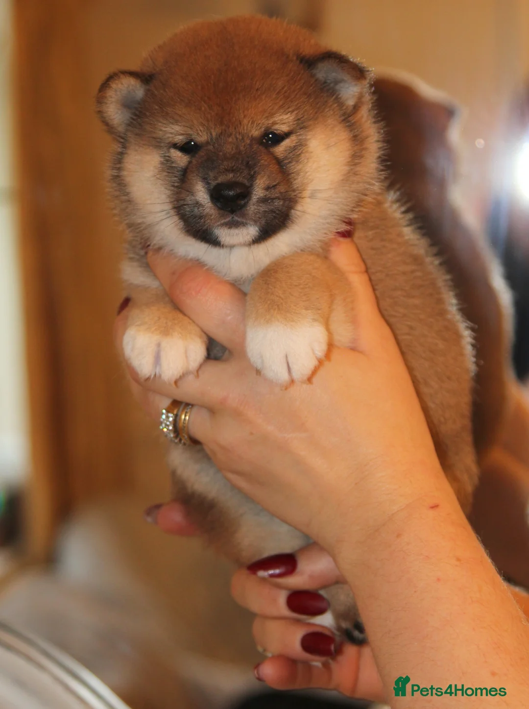 Japanese Shiba Inu dogs for sale: “KC Shiba Inu Puppies – Champion Bloodlines ❤️🏆” - Advert 2