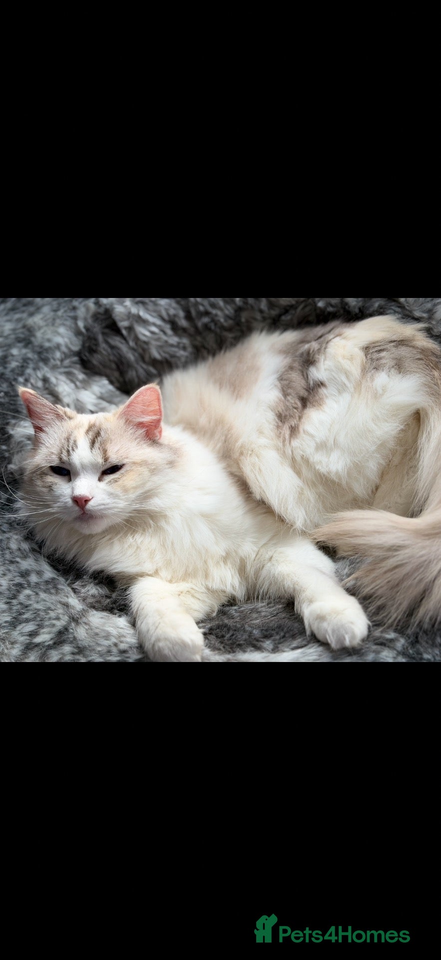 Ragdoll cats GCCF REGISTERED RETIRED GIRL  - Advert 7
