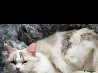 Ragdoll cats GCCF REGISTERED RETIRED GIRL - Advert 7