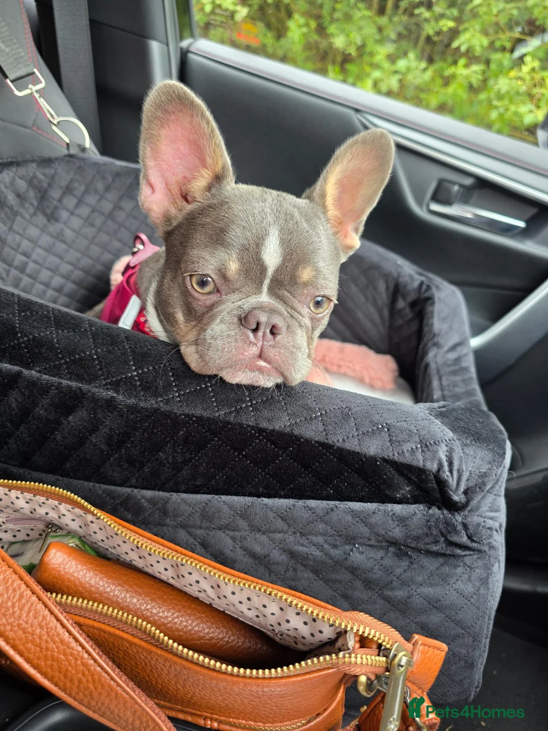 French Bulldog dogs for sale: 8 month old French bulldog in Bourne - Advert 8