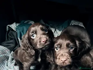 Cocker Spaniel dogs Beautiful chocolate Cocker spaniels - Advert 1