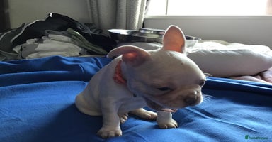 French Bulldog dogs - Advert 12