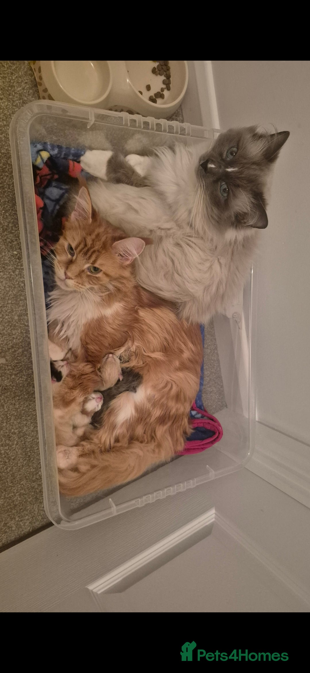 Mixed Breed cats for sale: 5 Beautiful Maine Coon/Ragdoll Kittens  - Advert 22
