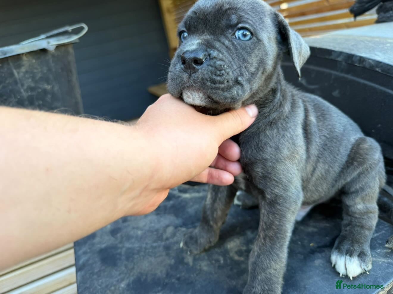 Cane Corso dogs Stunning cane corso 🐶 - Advert 1