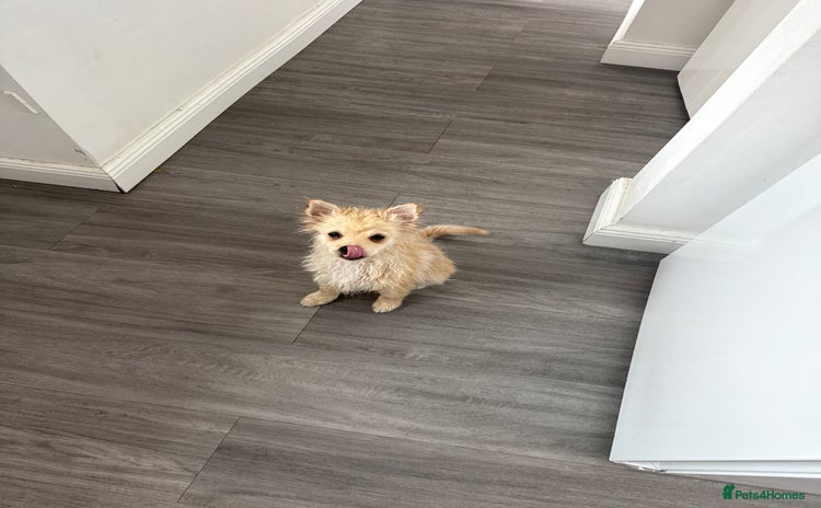 Pomeranian dogs - Advert 1