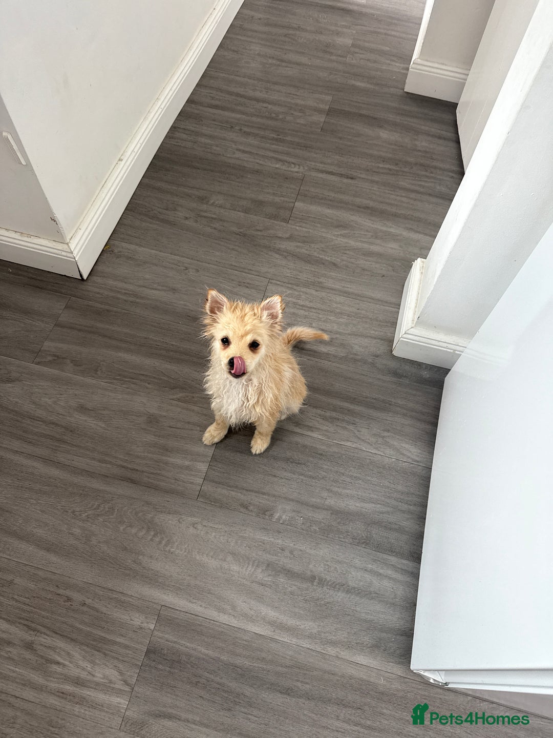 Pomeranian dogs for sale: Miss Mimi - Image 1