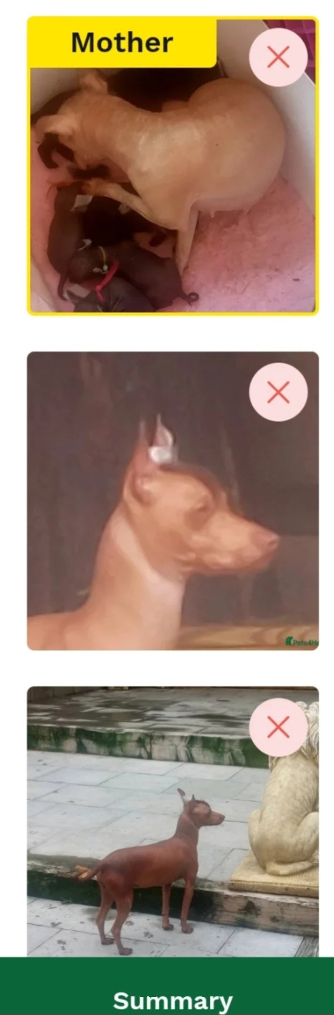Mexican Hairless dogs for sale: Intermidte girl also 1 mini boy red  - Image 4