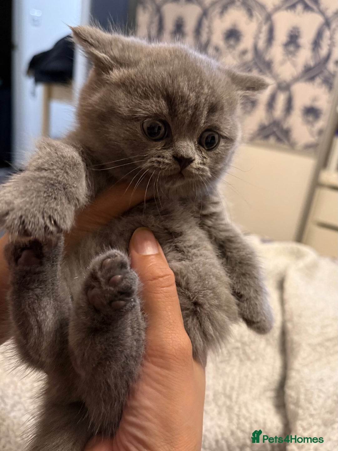 British Shorthair cats for sale: Female British short hair - Advert 5