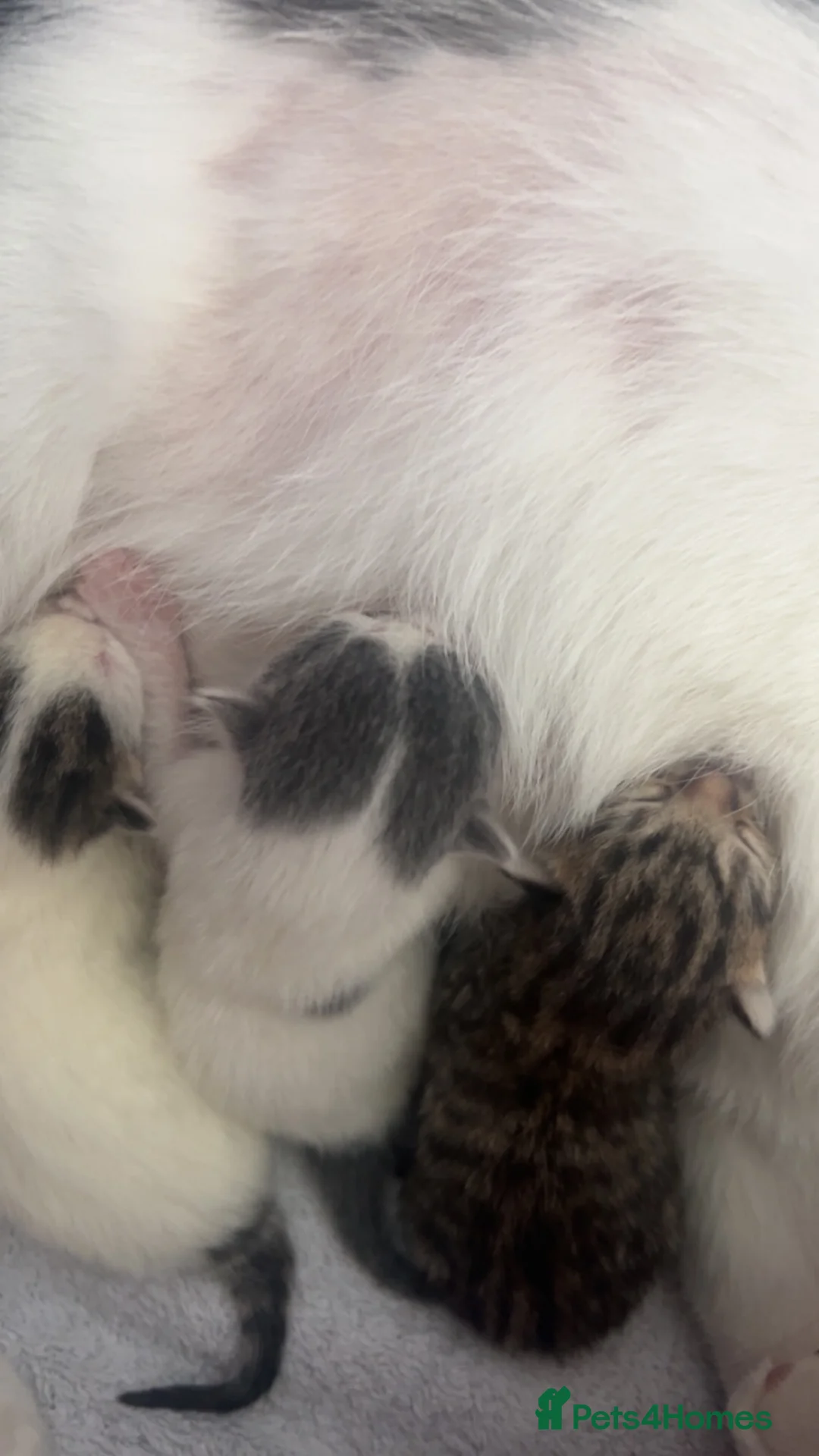 Domestic Shorthair cats for sale: 1 female left  - Advert 2